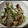 にこりん５０５'s cooksnap of when they made 簡単！鯵の酒蒸し.
