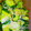 chiaki6118's cooksnap of when they made 簡単＊きゅうりの中華風つけもの.
