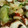 rencon03's cooksnap of when they made たことトマトのマリネ.