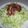 モモタロス's cooksnap of when they made 残った生野菜・カリカリサラダ！.
