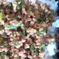 うにまるぽ's cooksnap of when they made 市販のタレで☆簡単！ウチの肉みそ.