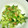 フミココ's cooksnap of when they made 簡単おつまみ☆きゅうりの大葉梅肉和え.