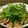 いけすだ's cooksnap of when they made 韓流？！ちょっとおしゃれな鰹のタタキ　.