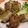 あ・み's cooksnap of when they made 豚肉の葱挟み焼き.