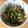 いつみみ's cooksnap of when they made キノコと青梗菜のゴマ酢味噌和え.
