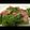 やんしゅ's cooksnap of when they made アスパラのベーコン炒め.
