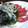 あいぱらりん's cooksnap of when they made 新玉ネギがいい仕事してるよ～サラダ♪♪.