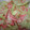 mangoari's cooksnap of when they made ゆでキャベツと桜海老の簡単おひたし.