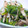 クック1L0NQI☆'s cooksnap of when they made つるむらさきのシンプル激ウマお浸し.