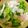 ブギママ's cooksnap of when they made 旬の小カブとハムのECOマリネ.