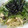 しおとも's cooksnap of when they made きのこと水菜の和風パスタ★.