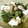 えみぃーご's cooksnap of when they made いんげんと豆腐の中華風胡麻和え★.