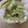 ようぴっくる's cooksnap of when they made 夏にさっぱり!!きゅうりの冷茶漬け☆.