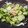 o9ba's cooksnap of when they made 中華風♪きゅうりの簡単浅漬け♪.