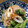 クリスタリン's cooksnap of when they made ほうれん草と竹輪&シラスのお浸し.