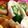 れいめん1692's cooksnap of when they made オクラロール・・・お弁当に☆.
