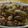 タキシード犬's cooksnap of when they made 塩麹とニンニクの肉炒め.