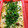 oyukihan's cooksnap of when they made スープの素でとろろレンジ蒸し.
