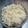 あわやっち's cooksnap of when they made 簡単　鮭ごはん ～炊き込み～.