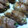 鳥骨鶏's cooksnap of when they made 豚肉エノキ巻き.