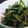 イシマケ's cooksnap of when they made 簡単♪青菜の炒め物.