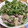 よみんこ's cooksnap of when they made もやしとえのきの冷しゃぶ♪.