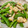バディ☆グート's cooksnap of when they made ✤スナップエンドウとエビの塩炒め✤.