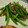 kamu蔵's cooksnap of when they made いんげんとベーコンのさっぱりレモン炒め.