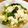 クロでん's cooksnap of when they made 小松菜と豆腐の生姜あんかけ.