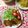 sachi319's cooksnap of when they made 豚バラの炙りチャーシュー風♪.
