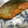 tamamiya55's cooksnap of when they made 我が家の鮭のムニエル★.