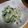 しおっちママ's cooksnap of when they made 和風棒々鶏 -きゅうりの消費にも-.