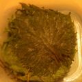 ttsujitsc's cooksnap of when they made 家庭菜園でとれた青じそで塩漬け.
