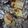 クック54V1EA☆'s cooksnap of when they made 牡蠣のうつわで牡蠣グラタン〜♪.