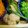 taisho0805's cooksnap of when they made 簡単✿小松菜と鶏肉の❀麺つゆソース炒め✿.