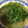 まなみ77's cooksnap of when they made ほうれん草のにんにく炒め 蒜茸菠菜.