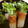 とっとこねこ's cooksnap of when they made 超簡単☆ちくわかいわれマヨ.