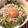 anomura's cooksnap of when they made * 簡単 ❤ 胡麻の風味のしらす丼♪.