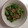 ノッキー's cooksnap of when they made 簡単♪甘長シシトウとじゃこの甘辛炒め.