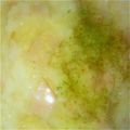 りず❨U・ェ・❩'s cooksnap of when they made 超簡単ベーコンチーズリゾット.