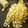 saki1010's cooksnap of when they made とうもろこしの無駄のない食べ方♪.