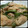 ひとみはん's cooksnap of when they made 鶏肉とししとうのおろし煮.