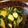 ChikaHit's cooksnap of when they made お酒が進む！やみつききゅうり♡.