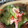 クック49L4Ho☆'s cooksnap of when they made 胡瓜の酢の物.