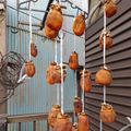 reitry's cooksnap of when they made 干し柿の作り方.