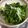 クック8QOOH4☆'s cooksnap of when they made ほうれん草としらすの簡単おひたしナムル風.
