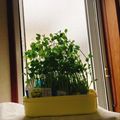 へい♡ゆー♡'s cooksnap of when they made 豆苗！育てて何回も食べる！.
