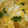 toshiebaba's cooksnap of when they made 和風玉子とじの塩ラーメン.