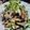 tanzanite's cooksnap of when they made 簡単！レンジで♪やみつき！無限なす＆ツナ.