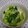 八重樫's cooksnap of when they made 青梗菜の中華風おひたし.